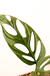 Monstera adansonii "regular form"